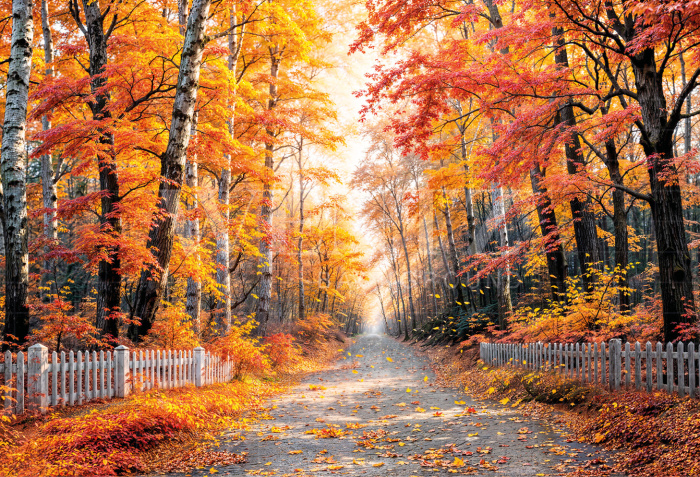 Fundo Fotográfico em Tecido Floresta de Outono / Backdrop 6942